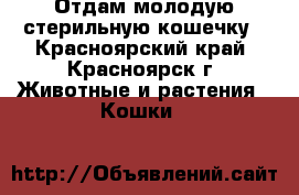 Отдам молодую стерильную кошечку - Красноярский край, Красноярск г. Животные и растения » Кошки   